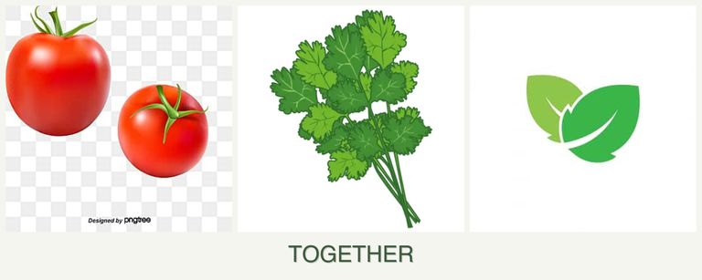Can you plant tomatoes, cilantro and mint together?