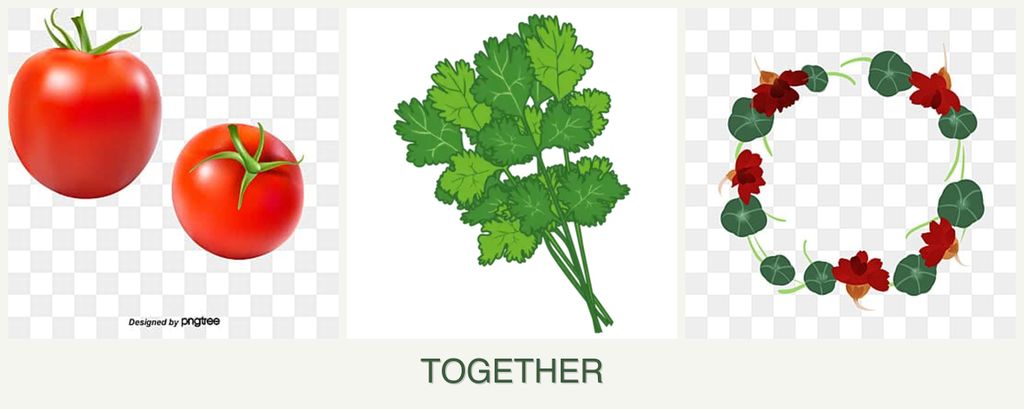 Can you plant tomatoes, cilantro and nasturtiums together?