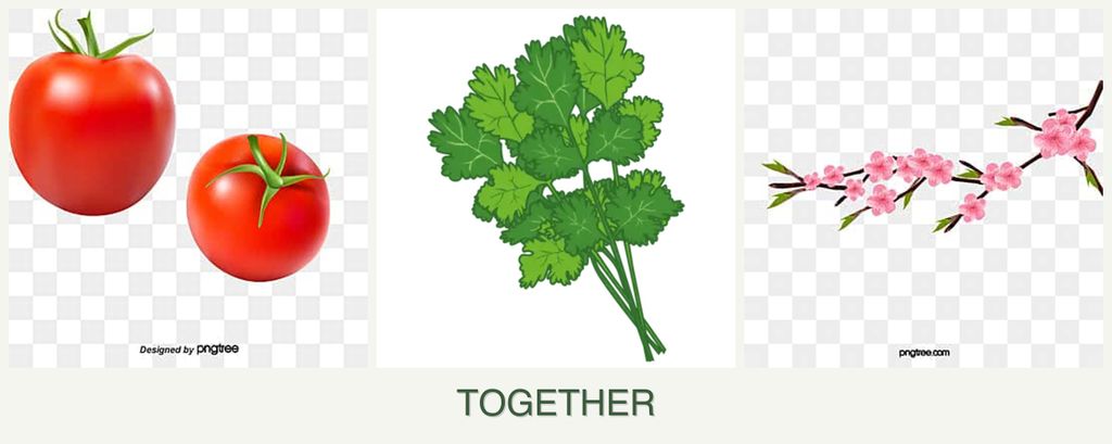 Can you plant tomatoes, cilantro and peaches together?
