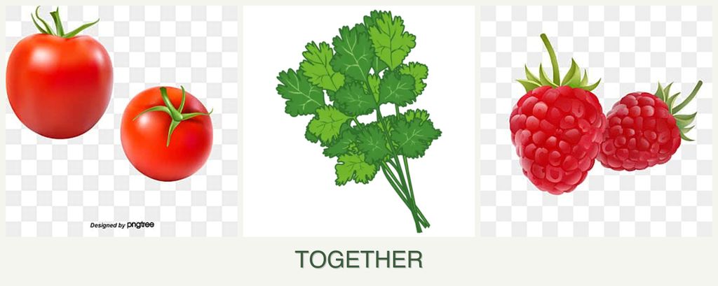 Can you plant tomatoes, cilantro and raspberries together?