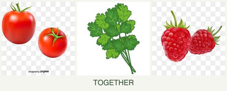Can you plant tomatoes, cilantro and raspberries together?
