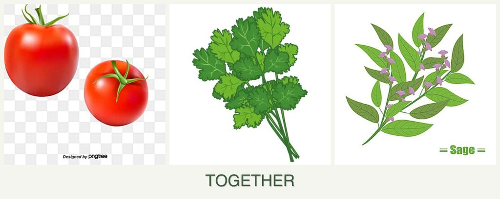 Can you plant tomatoes, cilantro and sage together?