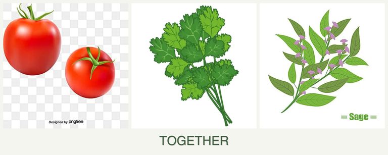 Can you plant tomatoes, cilantro and sage together?