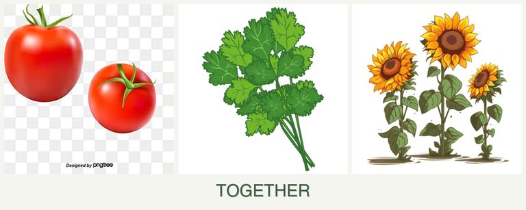 Can you plant tomatoes, cilantro and sunflowers together?