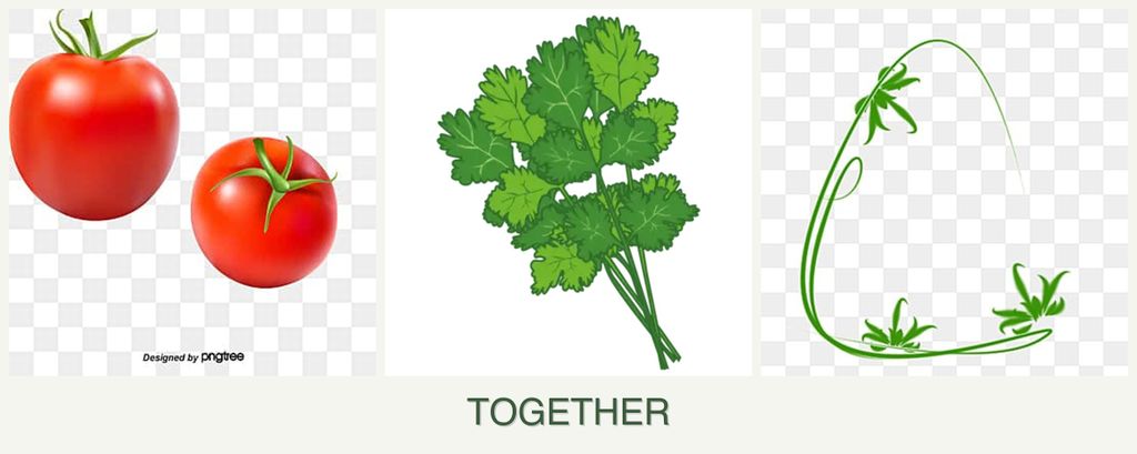 Can you plant tomatoes, cilantro and tarragon together?