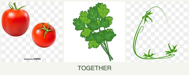 Can you plant tomatoes, cilantro and tarragon together?