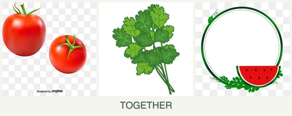 Can you plant tomatoes, cilantro and watermelons together?
