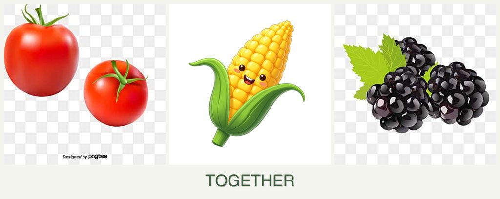 Can you plant tomatoes, corn and blackberries together?