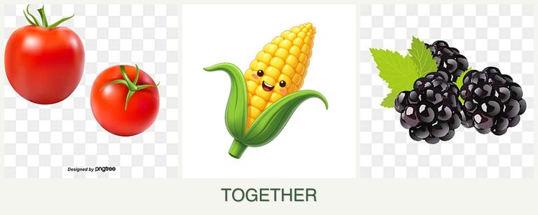 Can you plant tomatoes, corn and blackberries together?