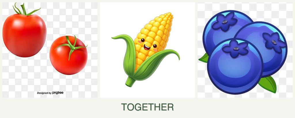 Can you plant tomatoes, corn and blueberries together?