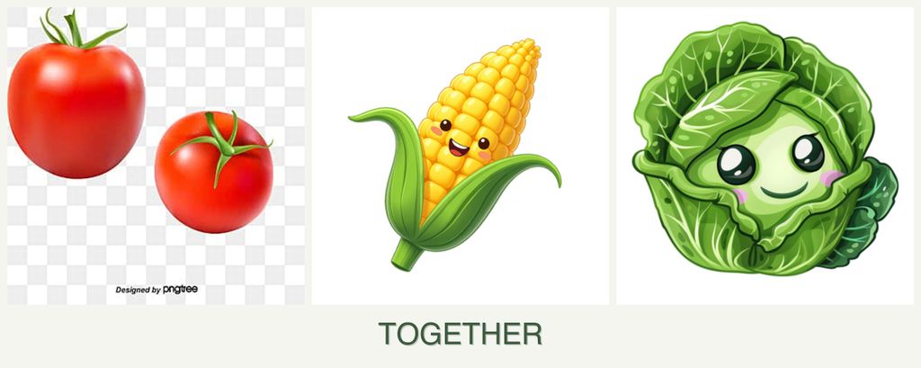 Can you plant tomatoes, corn and cabbage together?