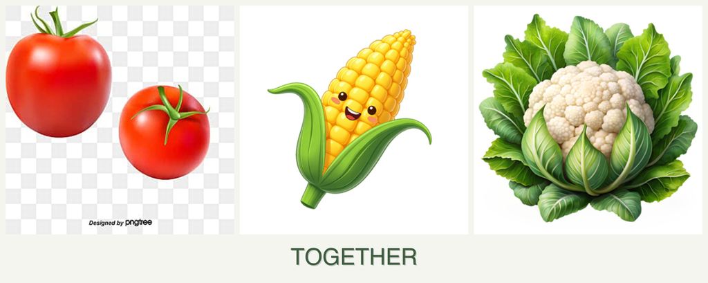 Can you plant tomatoes, corn and cauliflower together?