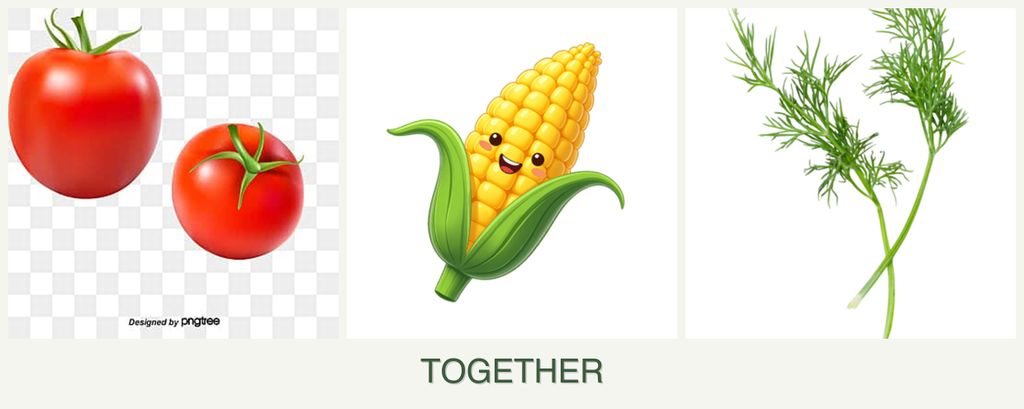 Can you plant tomatoes, corn and dill together?