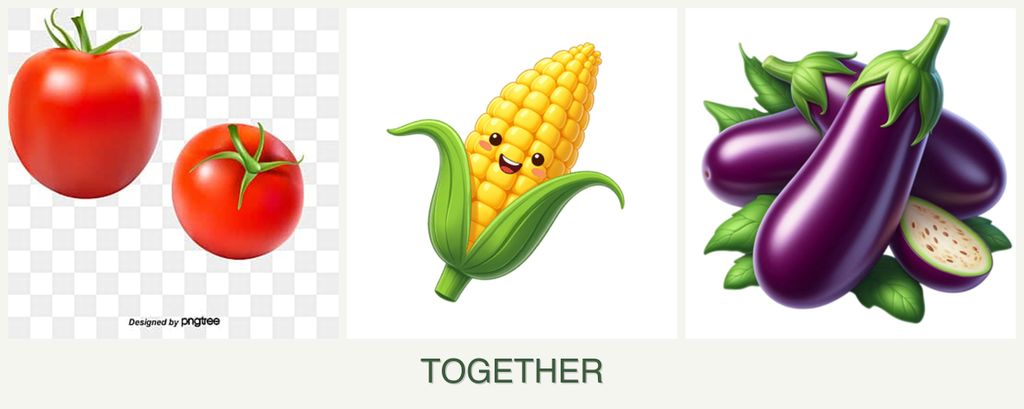 Can you plant tomatoes, corn and eggplant together?