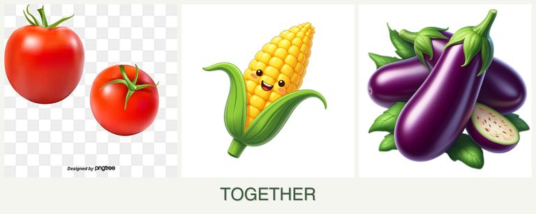 Can you plant tomatoes, corn and eggplant together?