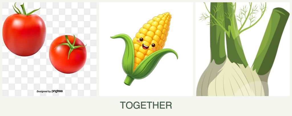 Can you plant tomatoes, corn and fennel together?