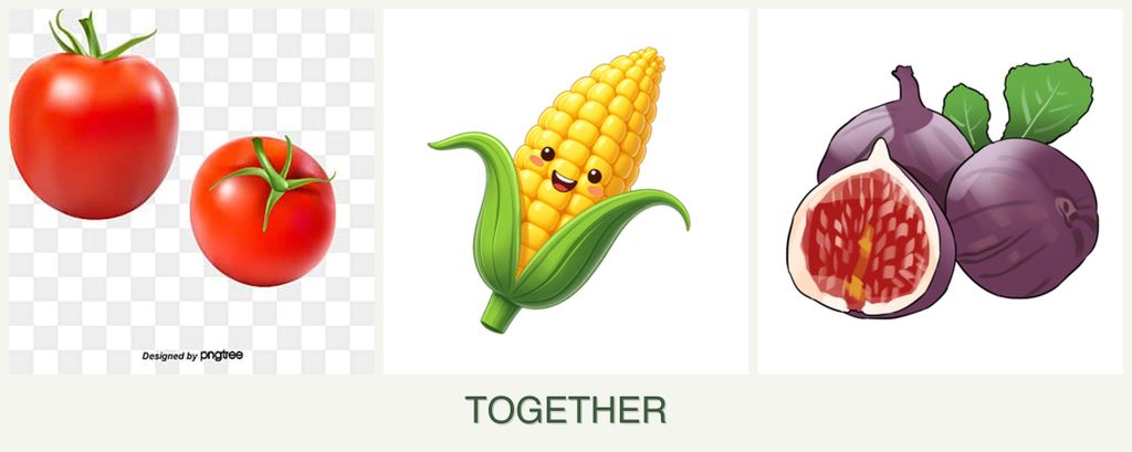 Can you plant tomatoes, corn and figs together?
