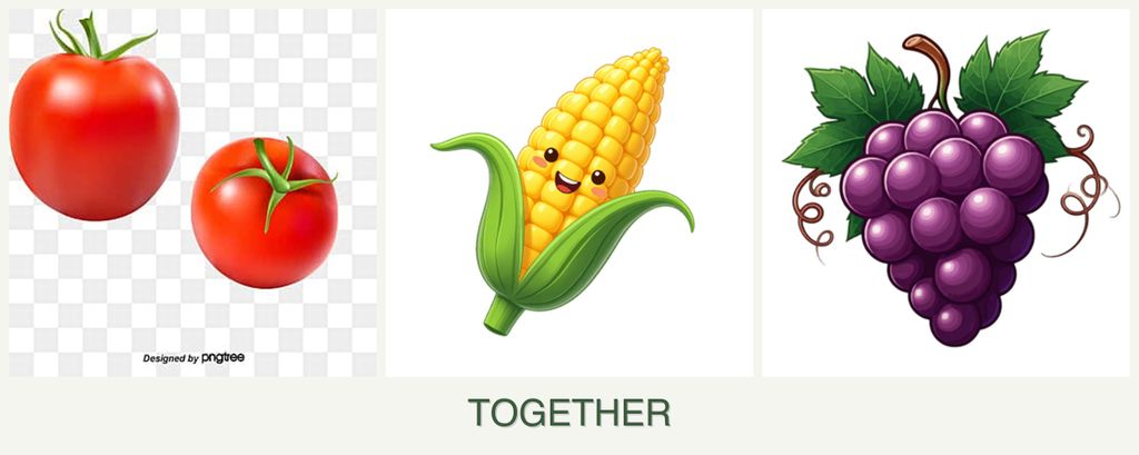 Can you plant tomatoes, corn and grapes together?