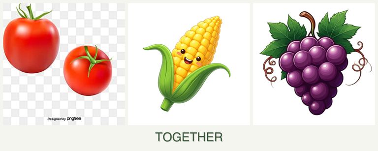Can you plant tomatoes, corn and grapes together?