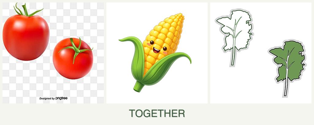 Can you plant tomatoes, corn and kale together?