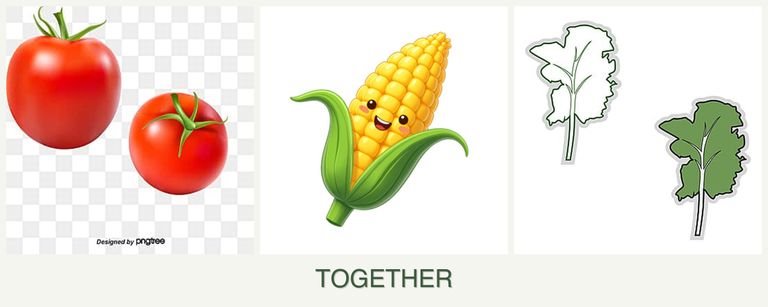 Can you plant tomatoes, corn and kale together?