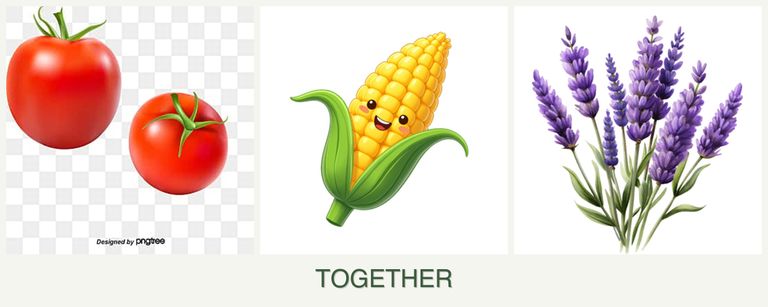 Can you plant tomatoes, corn and lavender together?