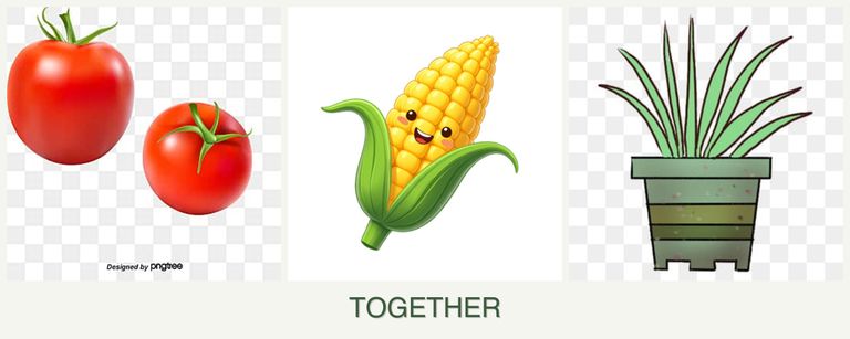 Can you plant tomatoes, corn and lemongrass together?