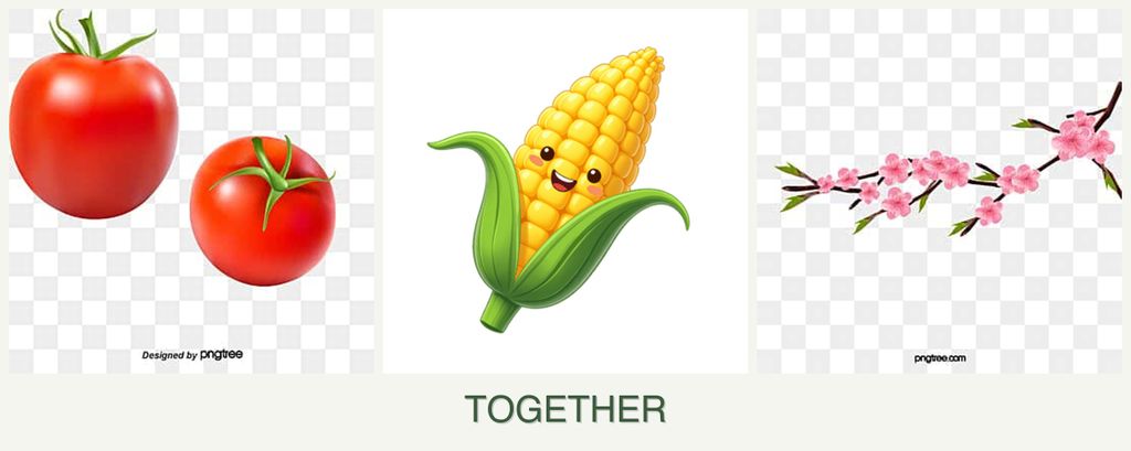 Can you plant tomatoes, corn and peaches together?
