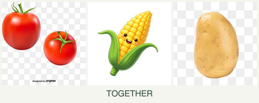 Can you plant tomatoes, corn and potatoes together?