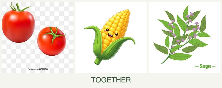Can you plant tomatoes, corn and sage together?