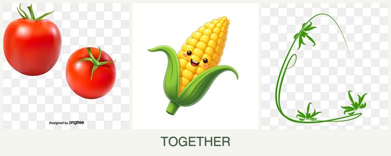 Can you plant tomatoes, corn and tarragon together?