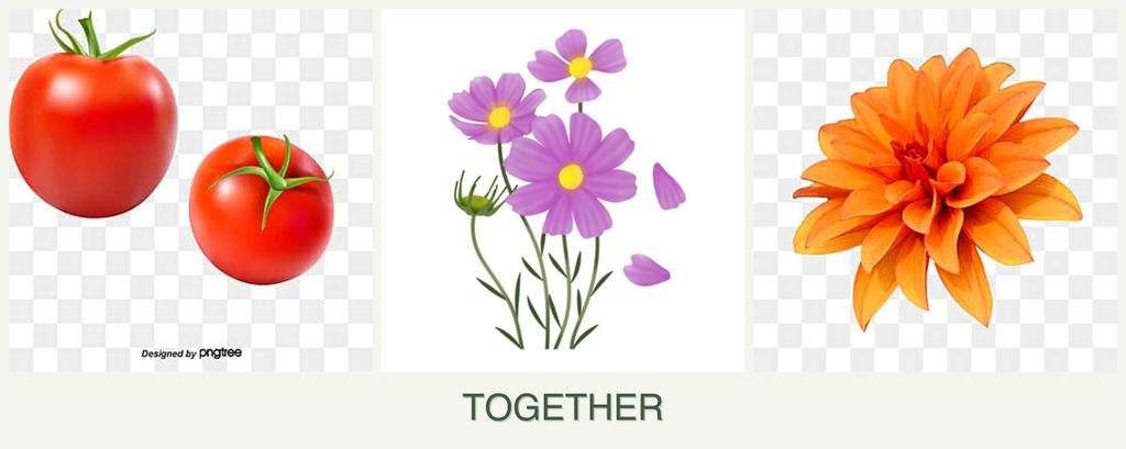 Can you plant tomatoes, cosmos and dahlias together?