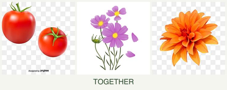 Can you plant tomatoes, cosmos and dahlias together?