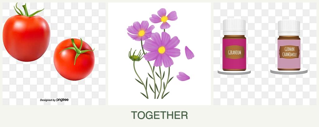 Can you plant tomatoes, cosmos and geraniums together?