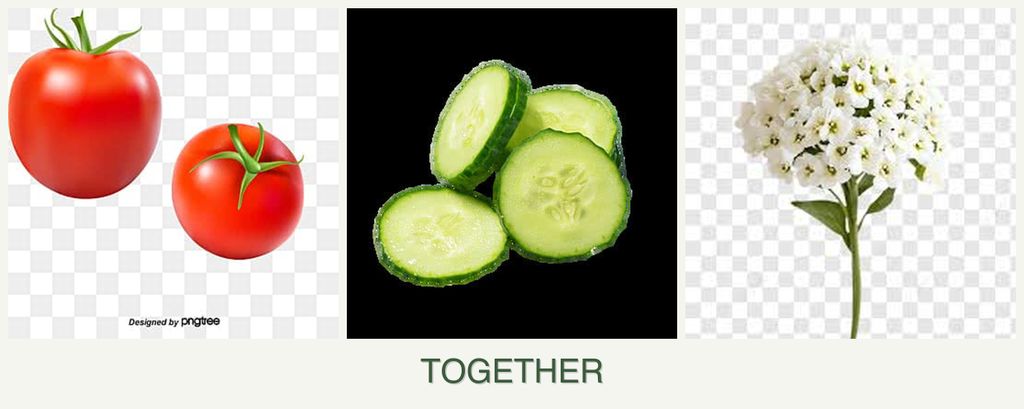 Can you plant tomatoes, cucumbers and alyssum together?