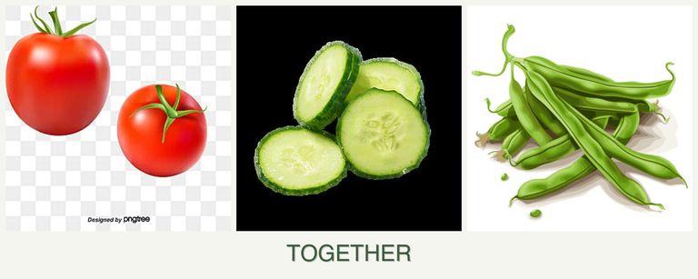 Can you plant tomatoes, cucumbers and beans together?