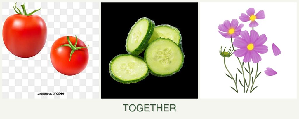 Can you plant tomatoes, cucumbers and cosmos together?