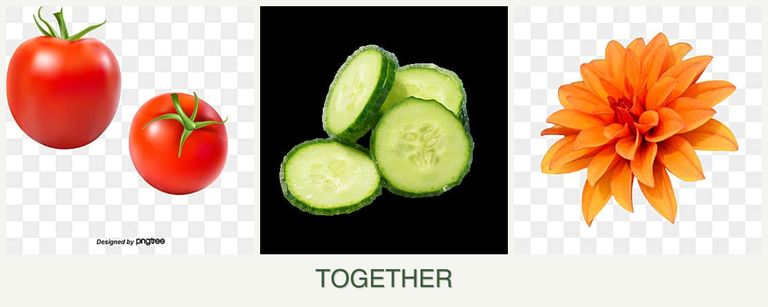Can you plant tomatoes, cucumbers and dahlias together?