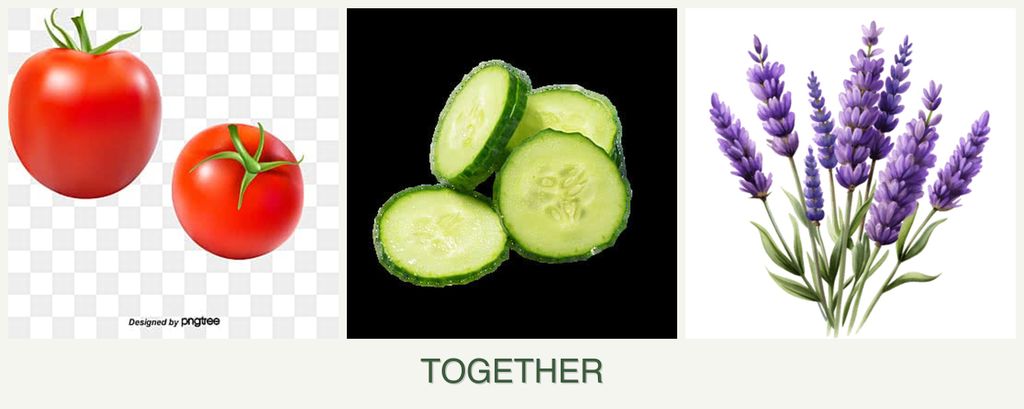 Can you plant tomatoes, cucumbers and lavender together?