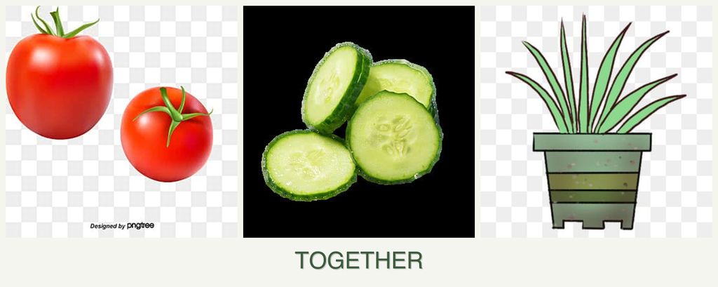 Can you plant tomatoes, cucumbers and lemongrass together?