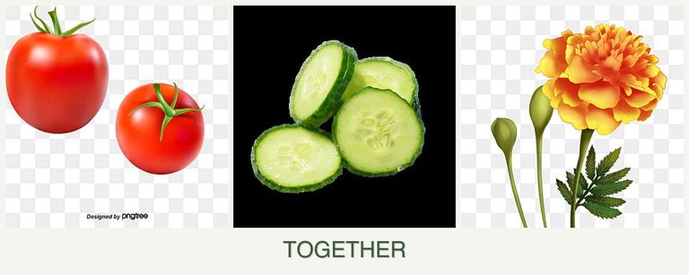 Can you plant tomatoes, cucumbers and marigolds together?