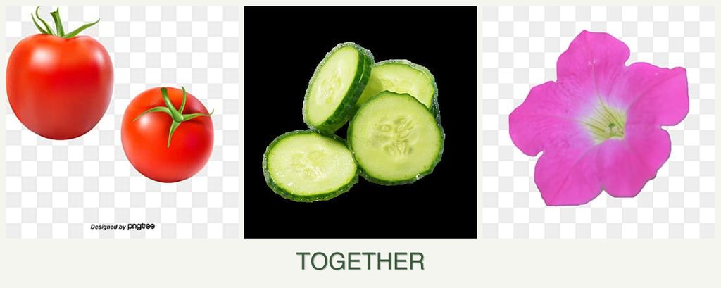 Can you plant tomatoes, cucumbers and petunias together?