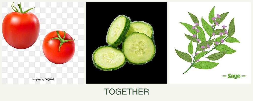 Can you plant tomatoes, cucumbers and sage together?