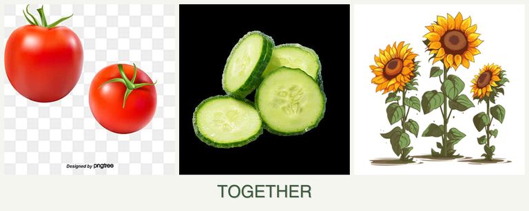 Can you plant tomatoes, cucumbers and sunflowers together?