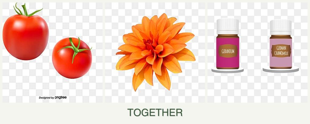 Can you plant tomatoes, dahlias and geraniums together?
