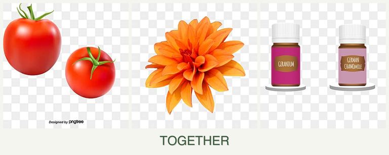 Can you plant tomatoes, dahlias and geraniums together?