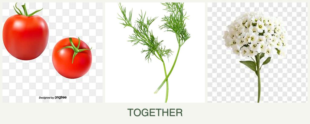 Can you plant tomatoes, dill and alyssum together?