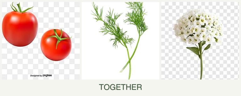 Can you plant tomatoes, dill and alyssum together?