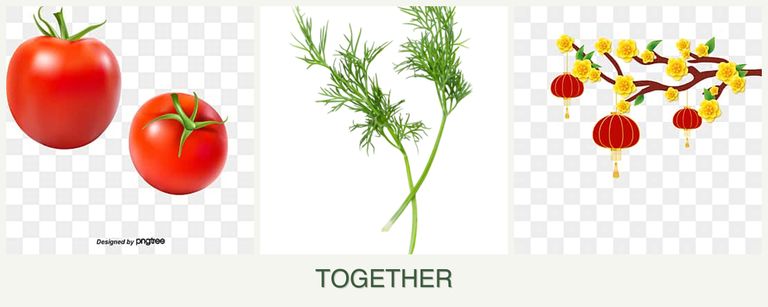 Can you plant tomatoes, dill and apricots together?