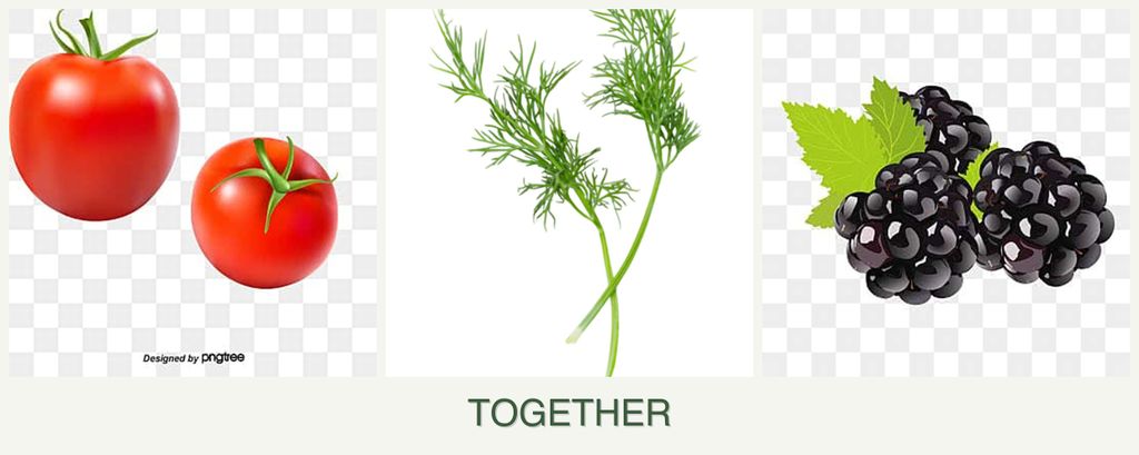 Can you plant tomatoes, dill and blackberries together?